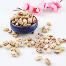 WELL POLISHED Xinjiang Round Type Light Speckled Kidney Beans cranberries beans from China
